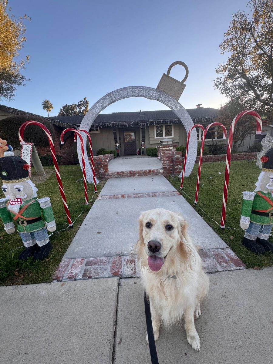 Golden Retriever with Christmas decor
