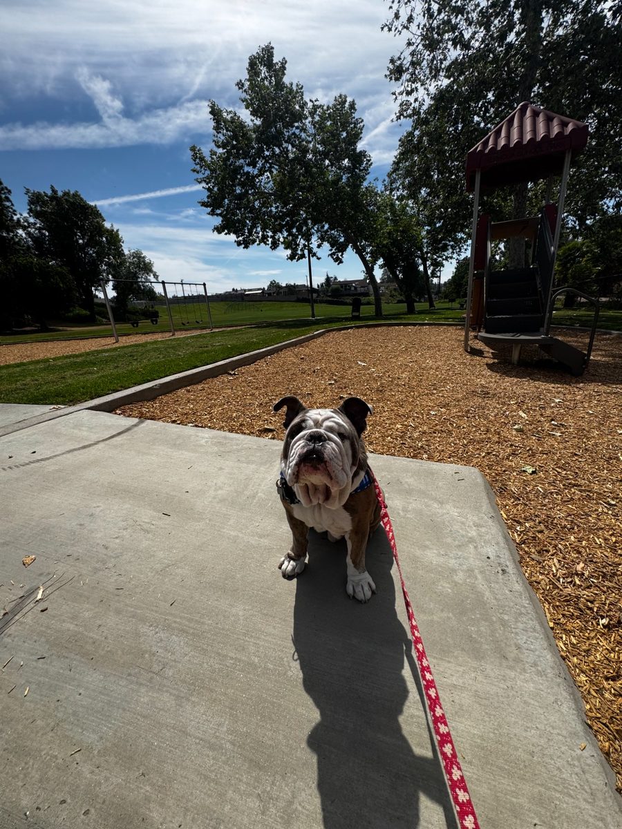 English bulldog at the park
