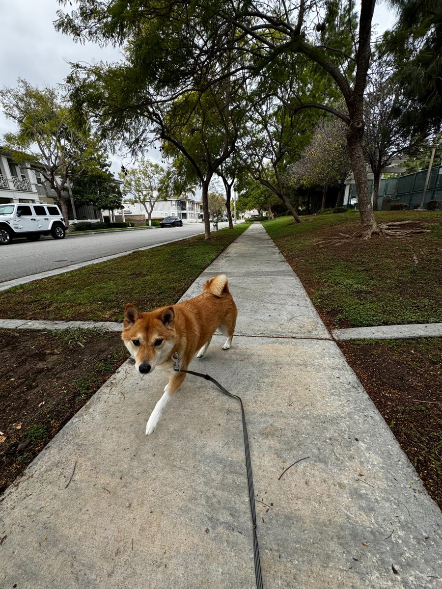 Shiba Inu on a walk