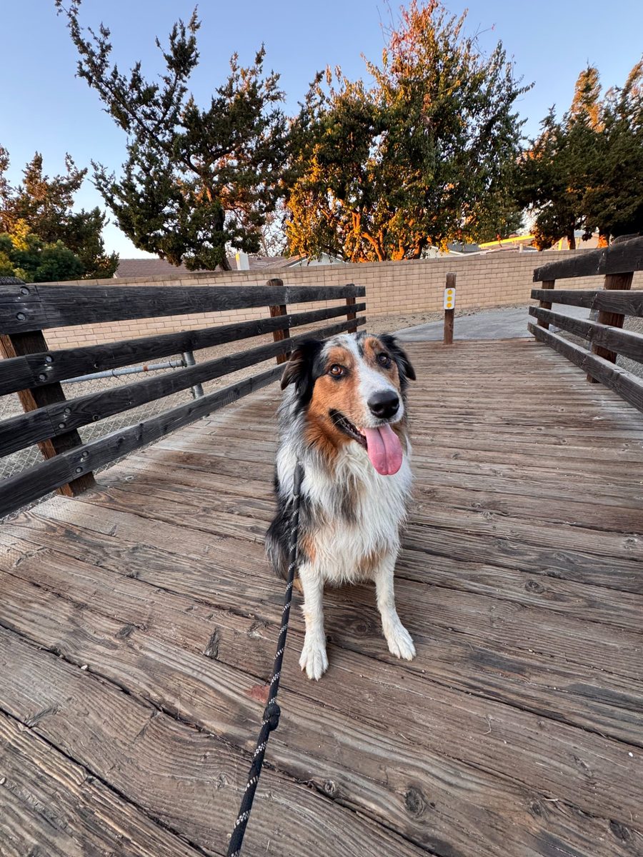Australian Shepherd on a bridge