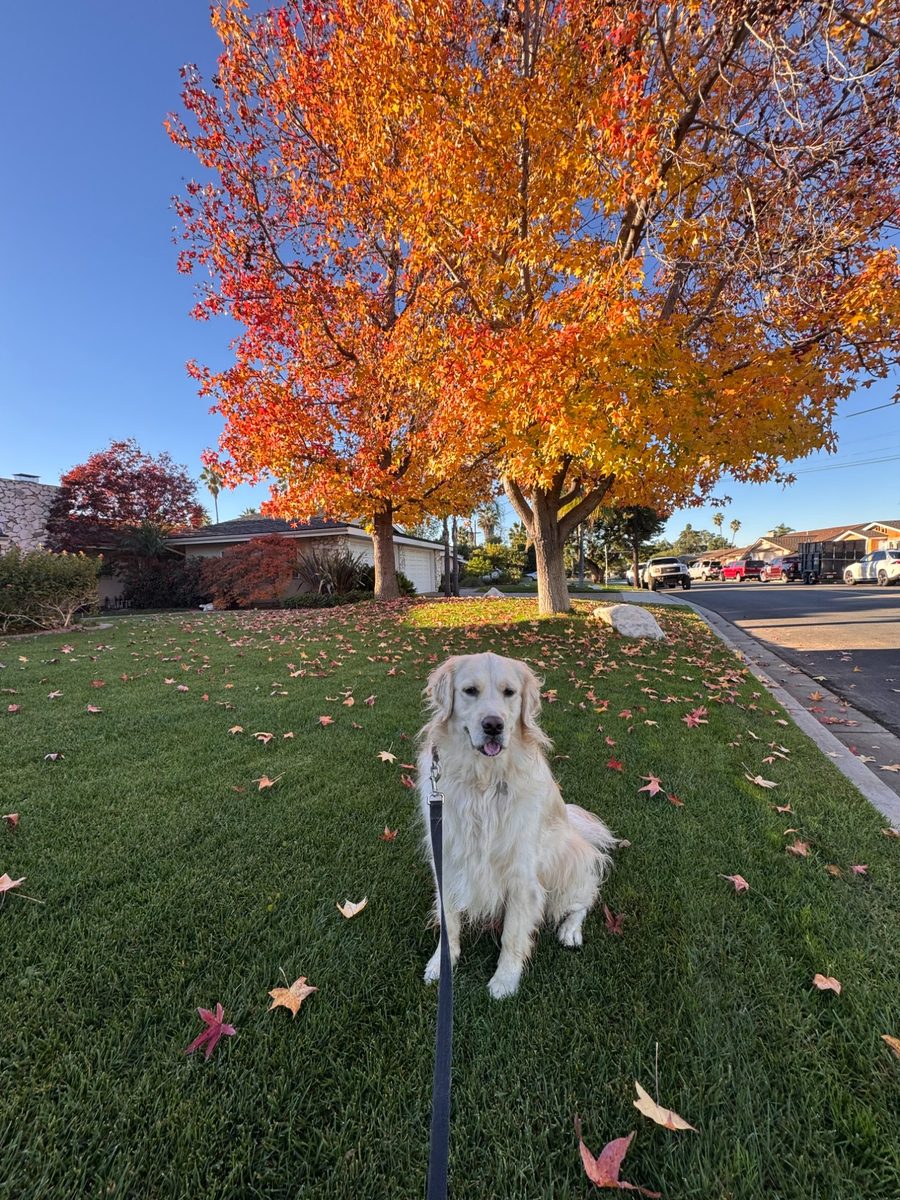Golden Retriever in autumn leaves